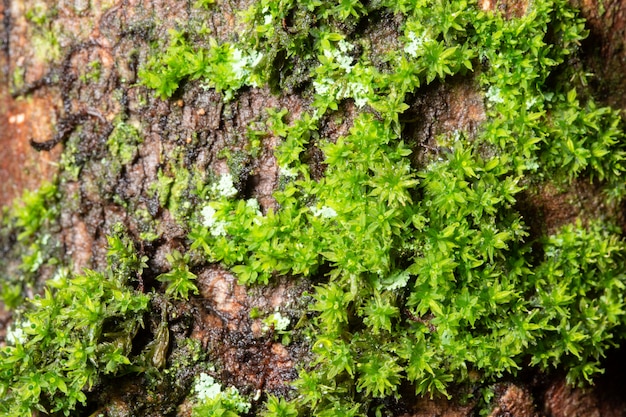 Tło Makro Moss