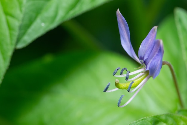 Tło makro- wildflower