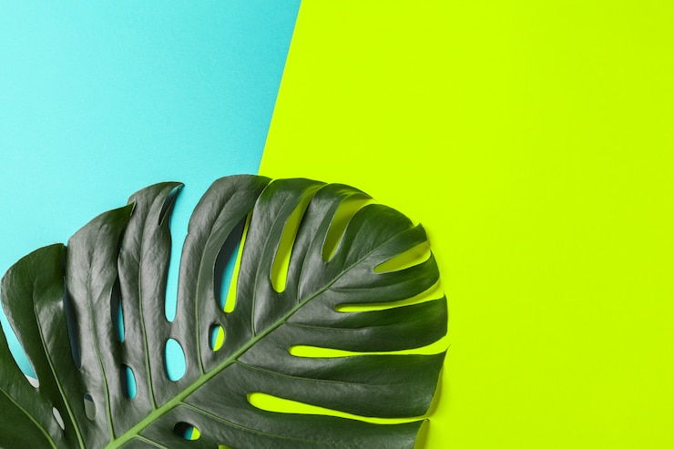 Zdjęcie tło moda z liściem monstera