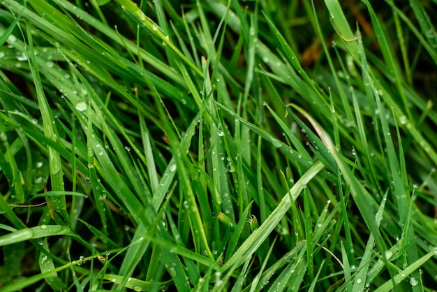 Tło mokrej trawy Naturalne tło Poranna rosa na zbliżeniu trawy