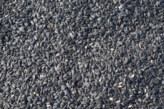 Zdjęcie tło nasion słonecznika tekstura nasion czarnych