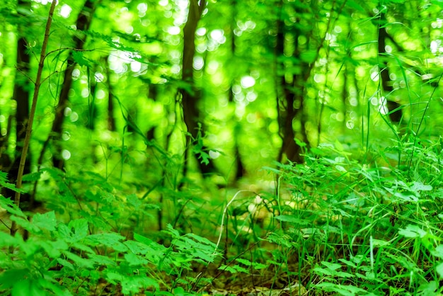 Zdjęcie tło natura zielony las podłoga z bokeh