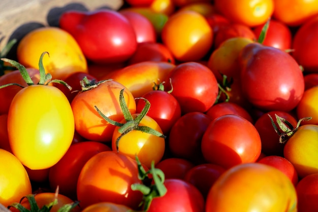 Tło naturalny czerwony i żółty kolor pomidora rolniczego