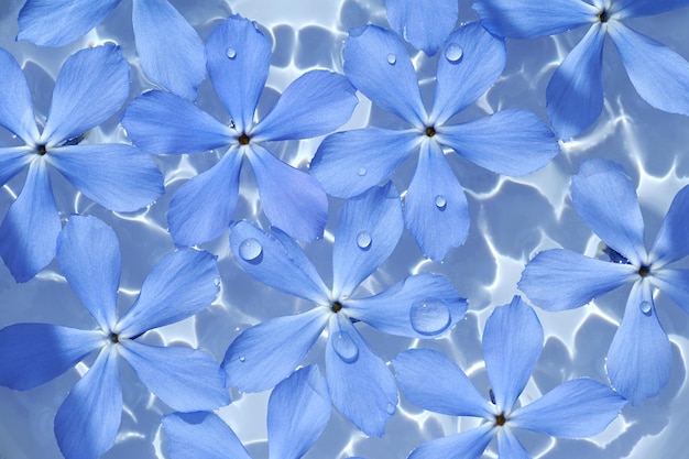 Tło niebieskich kwiatów z kroplami wody