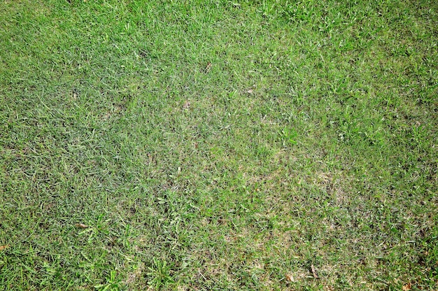 Zdjęcie tło o teksturze wiosennej zielonej trawy