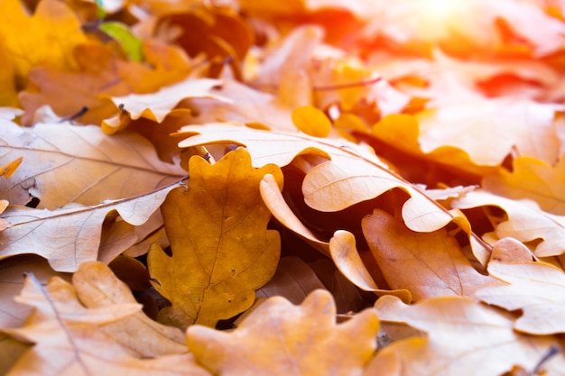 Tło opadłych liści dębu w słoneczny dzień z bliska jesień.