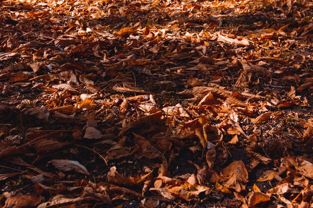 Tło opadłych liści i kasztanów na ziemi jesienią. Selektywne skupienie.