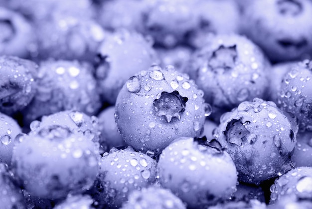 Zdjęcie tło owoców borówki, fioletowe jagody pokryte kroplami wody