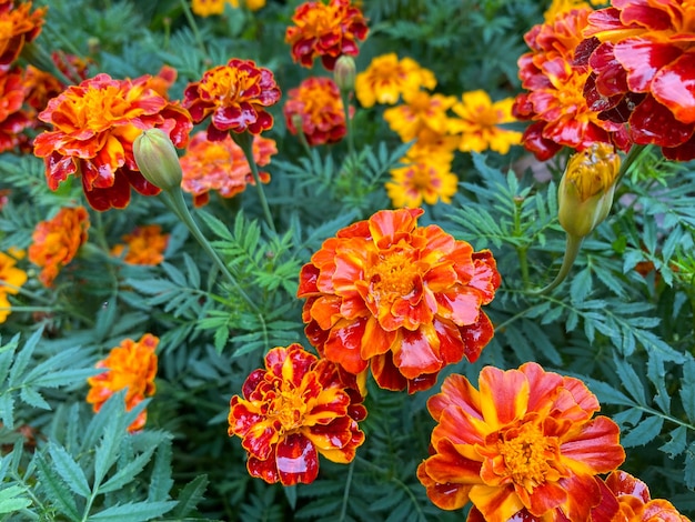 Tło pięknych kwiatów nagietków wyprostowanych Tagetes erecta