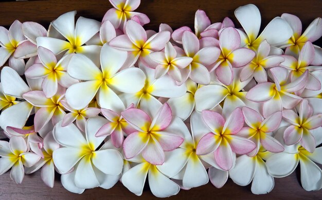 Tło Plumeria