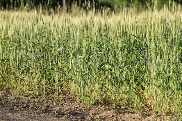 Tło pola pszenicy. Zbiory pszenicy na słonecznym polu latem. Rolnictwo, hodowla żyta i uprawa bio eko żywności koncepcja. Zdjęcie wysokiej jakości