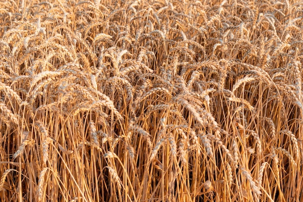 Tło pola pszenicy ze złotymi kłosami pszenicy Koncepcja rosnących cen żywności Rosnące ceny pszenicy