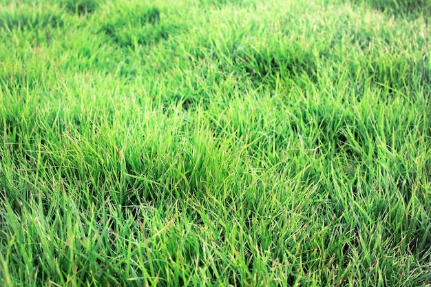 Tło powierzchni bujnej zielonej trawy