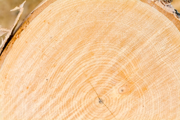 Zdjęcie tło przetarte drewno brzozowe, kikut, naturalna struktura drewna.