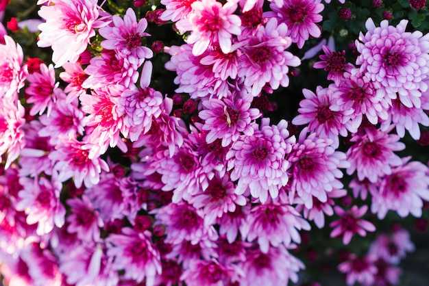 Tło purpury różowa chryzantema kwitnie w ogródzie