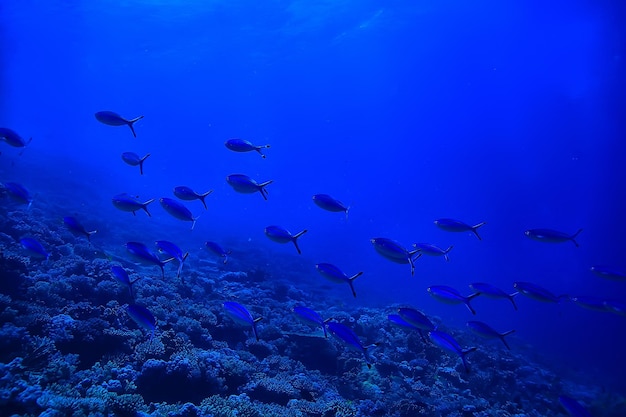 tło rafy koralowej, podwodne życie morskie ekosystem ocean morze