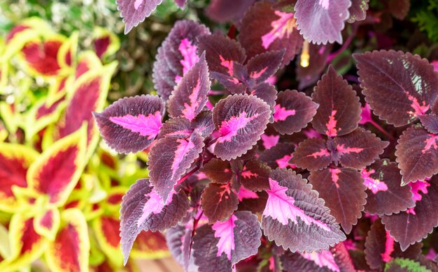 Tło roślinne z fioletowym, zielonym, czerwonym kwiatem doniczkowym coleus blumei lub solenostemoPlectranthus