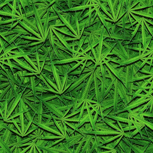 Tło różnych liści konopi do medycznej marihuany