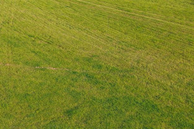 Tło skoszonej zielonej trawy na polu. Fotografia dla projektantów.