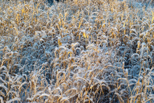Tło - sucha złota jesienna trawa, posypana śniegiem, oświetlona słońcem