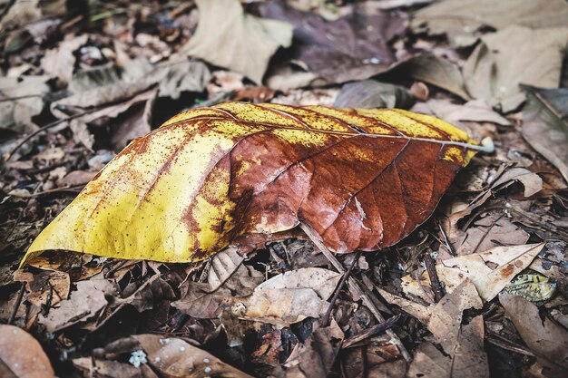 Zdjęcie tło suchych liści, które spadły na ziemię