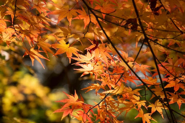 Tło Tekstura Jesień Liść (momiji) Z Ciepłym światłem Słonecznym W Japonia.