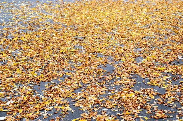 Tło tekstura kolor żółty opuszcza jesień. Tło liści