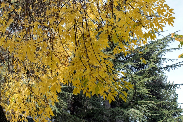 Tło tekstura kolor żółty opuszcza jesień. Tło liści