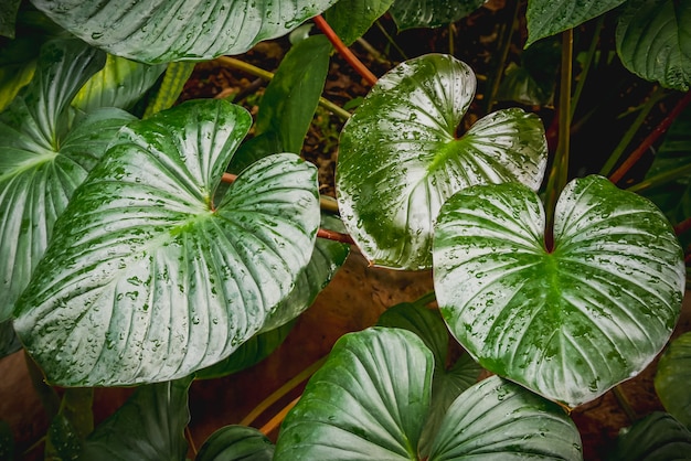 Tło tekstura tropikalni kwiaty i liście Naturalny pojęcie