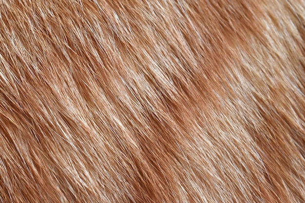 Tło tekstury futra imbirowego kota