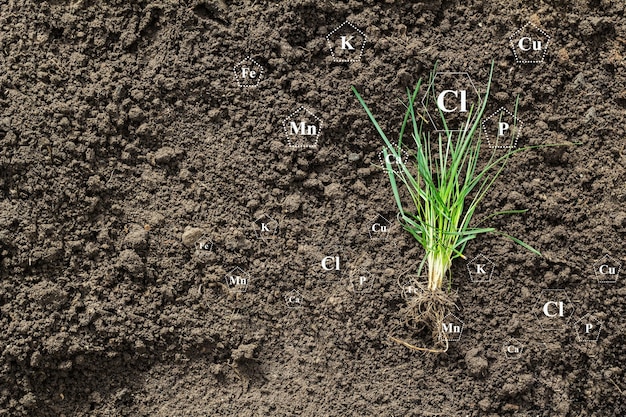 Tło tekstury gleby Żyzna gleba do sadzenia Ikony pierwiastków śladowych korzenie