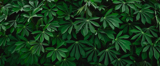 Tło Tekstury Zielonego Liścia Manioku