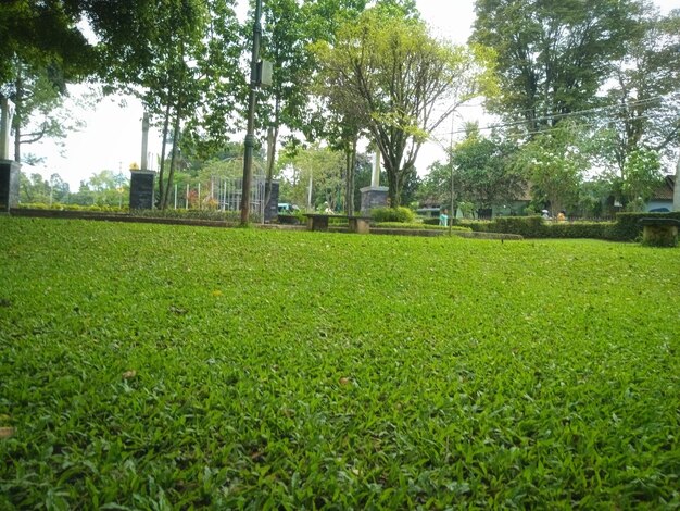 Zdjęcie tło trawy i drzew w parku