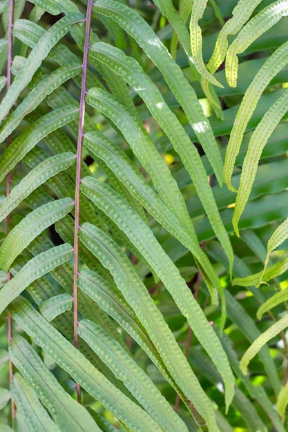 Tło tropikalnej roślinności z liśćmi paproci Zielone naturalne tło pionowe