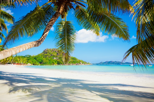 Tło wakacje letnie wakacje - słoneczna tropikalna karaibska rajska plaża z białym piaskiem i palmami