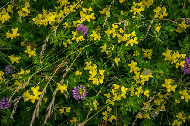 Tło wielu małych żółtych kwiatów na trawie