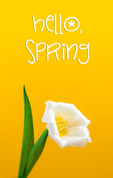 Zdjęcie tło wiosennego kwiatu białego tulipana na kartę i na wakacje, tekst powitania wiosny, motyw dnia kobiet, zdjęcie w kolorze żółtym