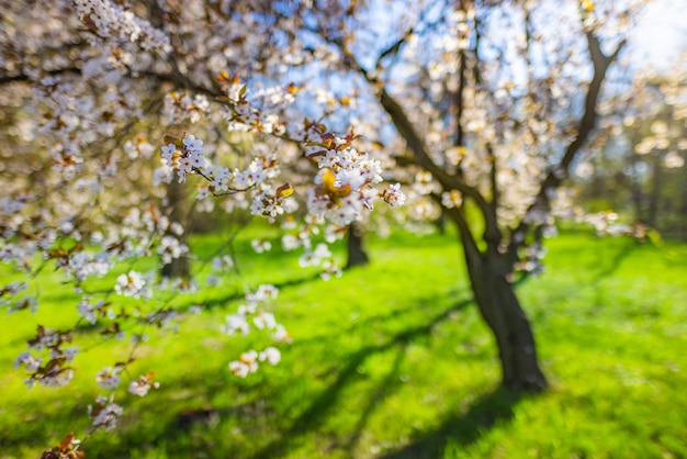 Tło wiosna kwiat. Natura zbliżenie scena z kwitnącym drzewem i rozbłyskiem słońca. Piękna wiosna