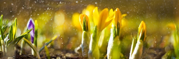 Tło wiosna z kwitnienia krokus wczesną wiosną. Crocus Iridaceae.