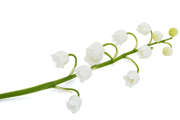 Tło z białych kwiatów konwalii lat Convallaria majalis
