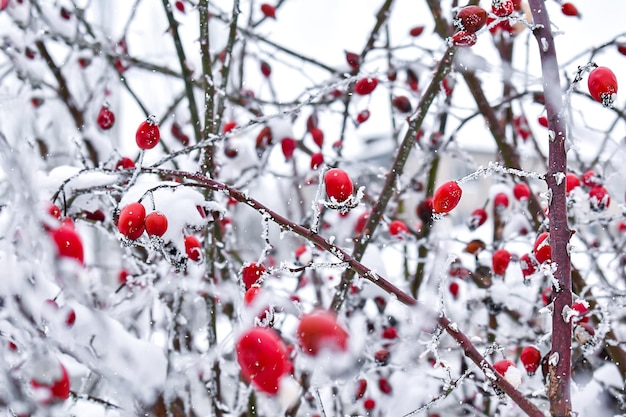 Tło z czerwonymi biodrami róży pokryte śniegiem Pocztówka zimowa
