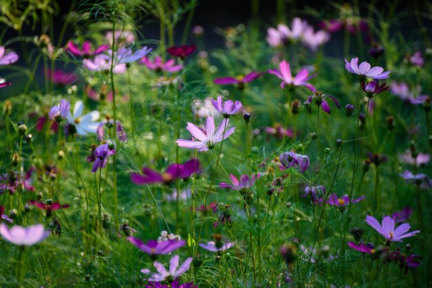 Tło z delikatnych różowych pięknych kwiatów w zielonej trawie kwiatowy naturalny vintage hipster obraz