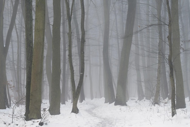 Tło z drzewami we mgle Natura w okresie zimowym z pniami drzew Koncepcja drewna i środowiska