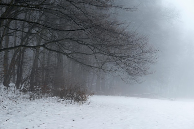 Tło z drzewami we mgle Natura w okresie zimowym z pniami drzew Koncepcja drewna i środowiska