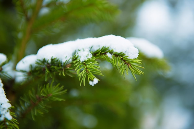 Tło z gałęzi jodłowych pokrytych śniegiem sezonowych naturalnych świąt Bożego Narodzenia i nowego roku koncepcji