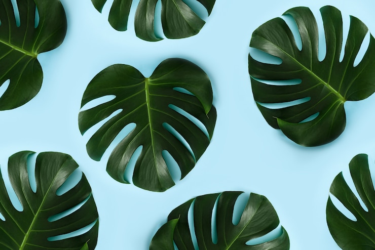Zdjęcie tło z liśćmi monstera. monstera pozostawia na niebieskim tle.