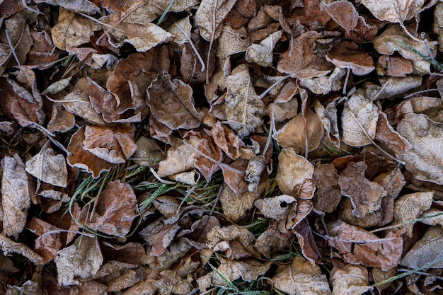 Tło z suchych liści i ziół pokrytych szronem wczesnym rankiem.