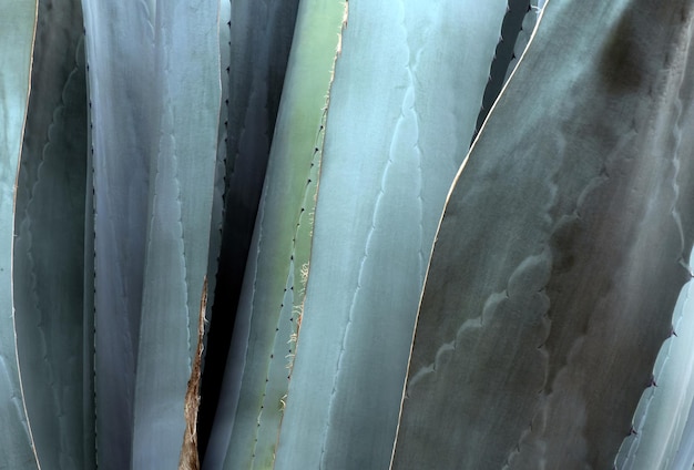 Tło z teksturą Agave Americana z przestrzenią dla tekstu