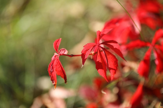 tło z wzorem liści Parthenocissus i przestrzeni kopiowania