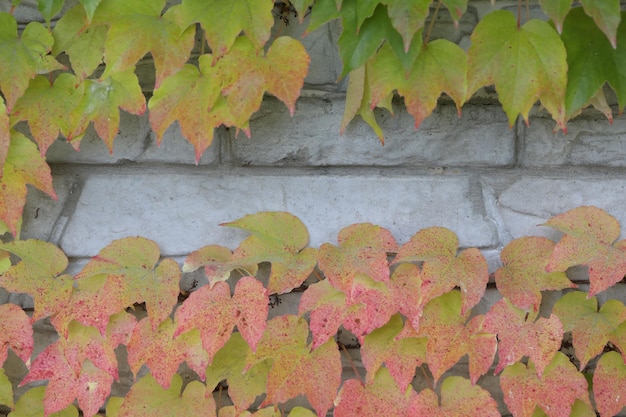 tło z wzorem liści Parthenocissus